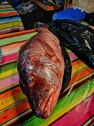 Colorado Snapper (Lutjanus colorado)