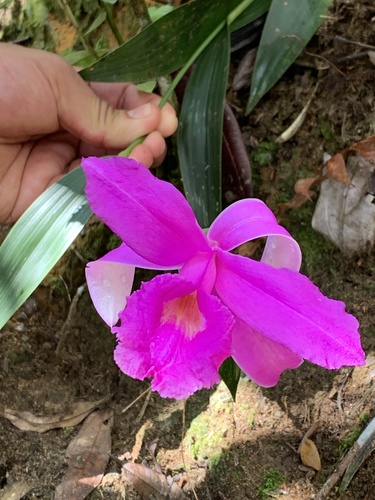 Sobralia andreae