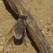 Aphoebantus melanogaster - Photo (c) matias saa, כל הזכויות שמורות, הועלה על ידי matias saa