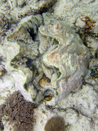 Bear Paw Clam — seen at this dive site