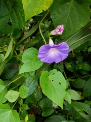 Image of Ipomoea indica