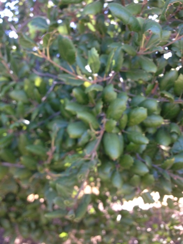 iNaturalist observation photo of coast live oak