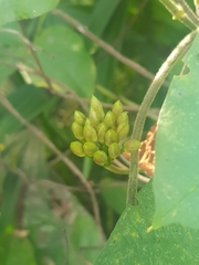 Camonea umbellata image