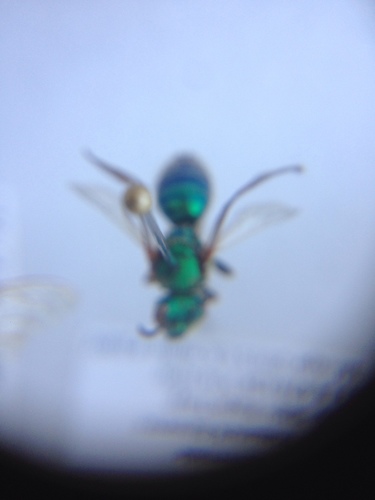 iNaturalist observation photo of Sweat Bees