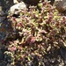 Tetragonia pedunculata - Photo (c) Louisa Crane, todos los derechos reservados, uploaded by Louisa Crane