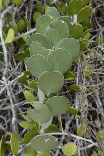 Silver Dollar Vine