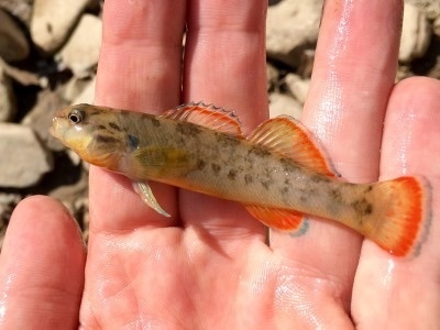 Orangebelly Darter
