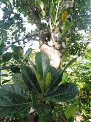 Artocarpus heterophyllus image