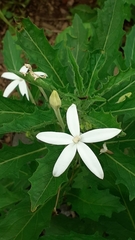 Hippobroma longiflora image