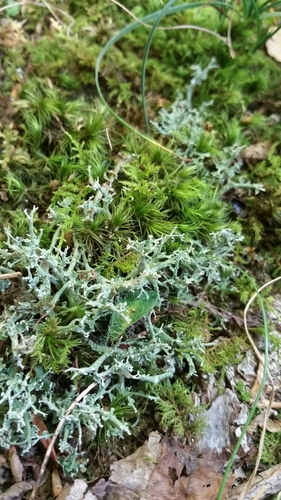 many-forked cladonia