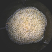 Celleporella hyalina - Photo (c) Kevin C. K. Ma, todos los derechos reservados, subido por Kevin C. K. Ma