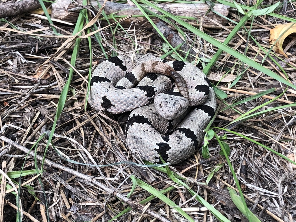 Banded Rock Rattlesnake in September 2020 by Caleb Loughran · iNaturalist