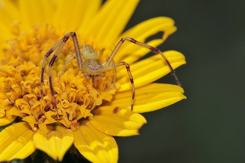 Swift Crab Spider