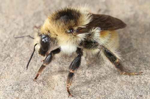 Brown-banded Carder-Bumble bee