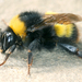 Blood-tailed Bumble Bee - Photo (c) gernotkunz, all rights reserved, uploaded by gernotkunz