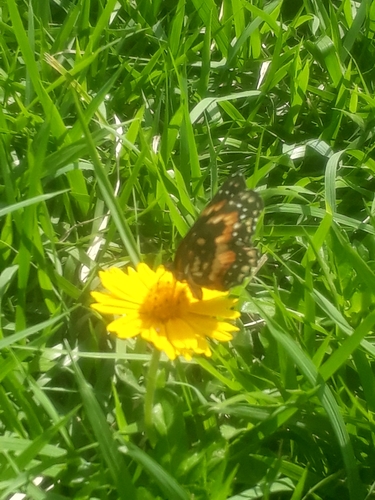 Bordered Patch