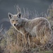 Coyote - Photo (c) Jorge Velez, all rights reserved, uploaded by Jorge Velez