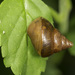Common Barksnail - Photo (c) Steve Woodhall, all rights reserved, uploaded by Steve Woodhall