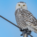 Snowy Owl - Photo (c) Eric Parker, all rights reserved, uploaded by Eric Parker