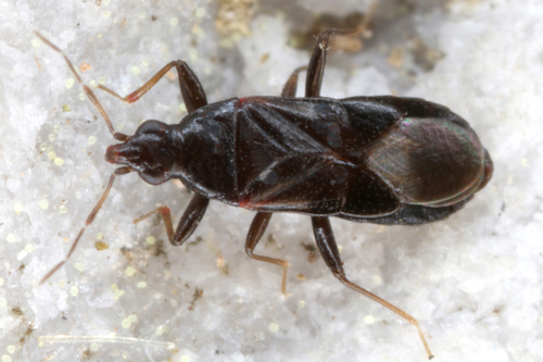 Dufouriellus ater (Dufour, 1833)