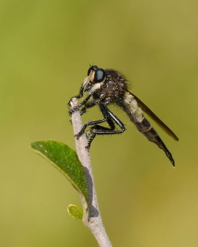 Promachus painteri Bromley, 1934