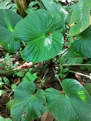 Philodendron grandipes image