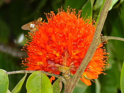 Brownea macrophylla - Leaves