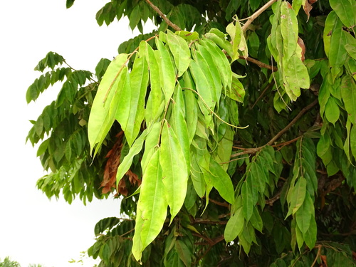 Brownea macrophylla - Whole tree