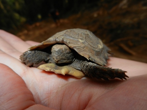 Eroded Hingeback Tortoise