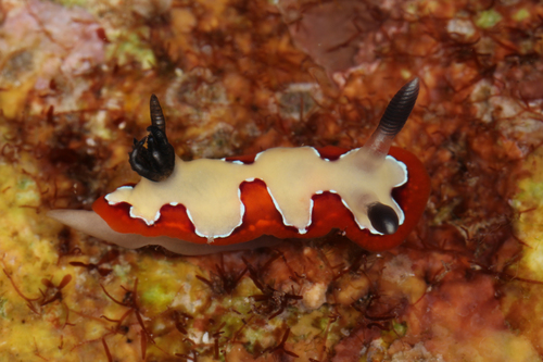Faithful Sea Slug
