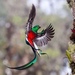 Resplendent Quetzal - Photo (c) rpabad, all rights reserved