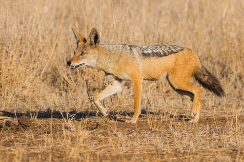 Black-backed Jackal