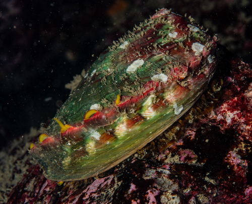 Pinto Abalone