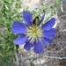 Setchellanthus caeruleus - Photo (c) manuel_rdz, todos los derechos reservados, uploaded by manuel_rdz