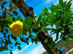 Allamanda cathartica image