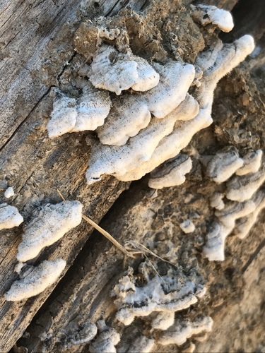 iNaturalist observation photo of Mushrooms, Bracket Fungi, Puffballs, and Allies