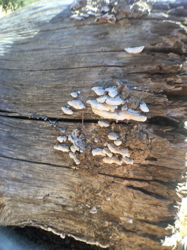 iNaturalist observation photo of Purplepore Bracket