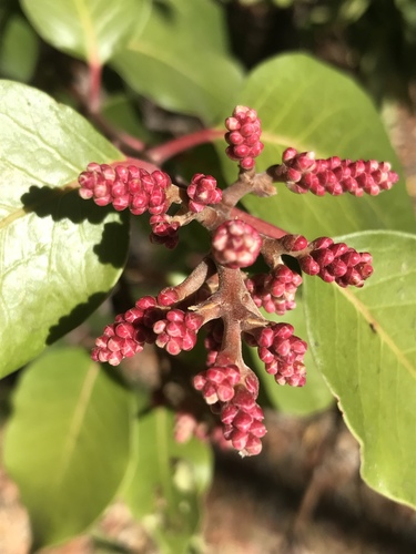iNaturalist observation photo of sugar bush