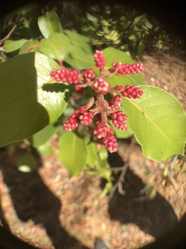 iNaturalist observation photo of sugar bush