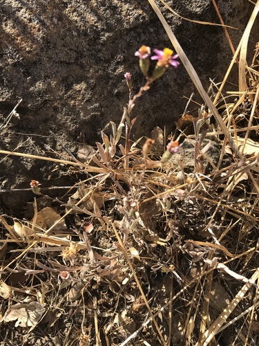 iNaturalist observation photo of California Aster