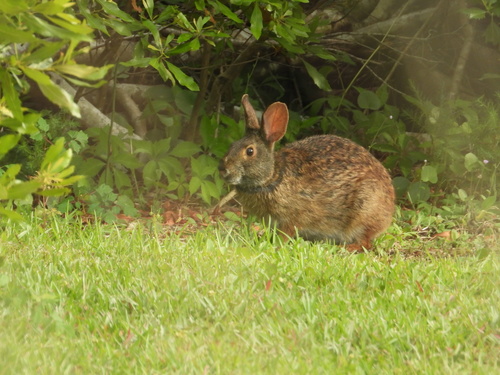 Marsh Rabbit