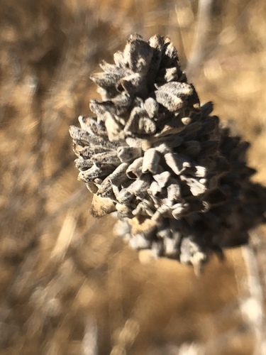 iNaturalist observation photo of purple sage