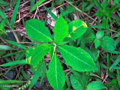 Euphorbia cyathophora image