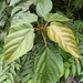 Ficus variegata - Photo (c) Sogellizer, כל הזכויות שמורות, הועלה על ידי Sogellizer