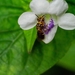 Ceratina ridleyi - Photo (c) Chan Chee Keong, all rights reserved, uploaded by Chan Chee Keong