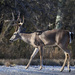 White-tailed Deer - Photo (c) Greg Page, all rights reserved, uploaded by Greg Page
