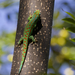 Orange-spotted Day Gecko - Photo (c) Markus A. Roesch, all rights reserved, uploaded by Markus A. Roesch