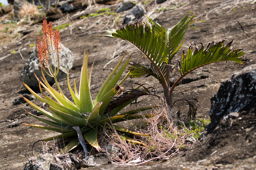 Aloe tormentorii