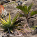 Aloe tormentorii - Photo (c) Markus A. Roesch, all rights reserved, uploaded by Markus A. Roesch