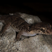 Serpent Island Gecko - Photo (c) Markus A. Roesch, all rights reserved, uploaded by Markus A. Roesch